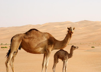 Абу-Даби, ОАЭ, фото № 60646 – фотографии ОАЭ