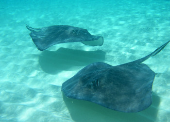Скаты в водах Гранд-Каймана – фотографии Каймановых островов