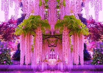 Сад многочисленных гроздей глицинии Кавачи Фудзи, Япония – фотографии Японии