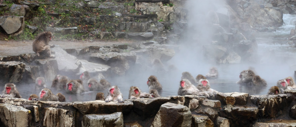 В начале 60-х эти умные обезьяны решили испытать воды естественных горячих источников Джигокудани – фотографии Японии
