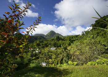 Природа в окрестностях Фор-де-Франс – фотографии Мартиники