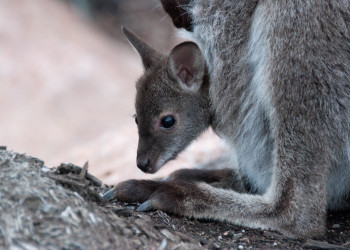 Кенгурёнок в Тасмании, Австралия – фотографии Австралии