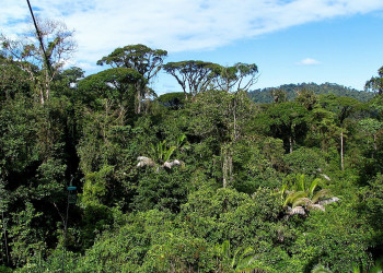 Тортугеро Национальный парк, Лимон провинция, Коста-Рика, фото № 40360 – фотографии Коста-Рики