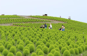 Сады парка Хитачи (Hitachi Seaside Park) в Хитатинака, Япония – фотографии Японии