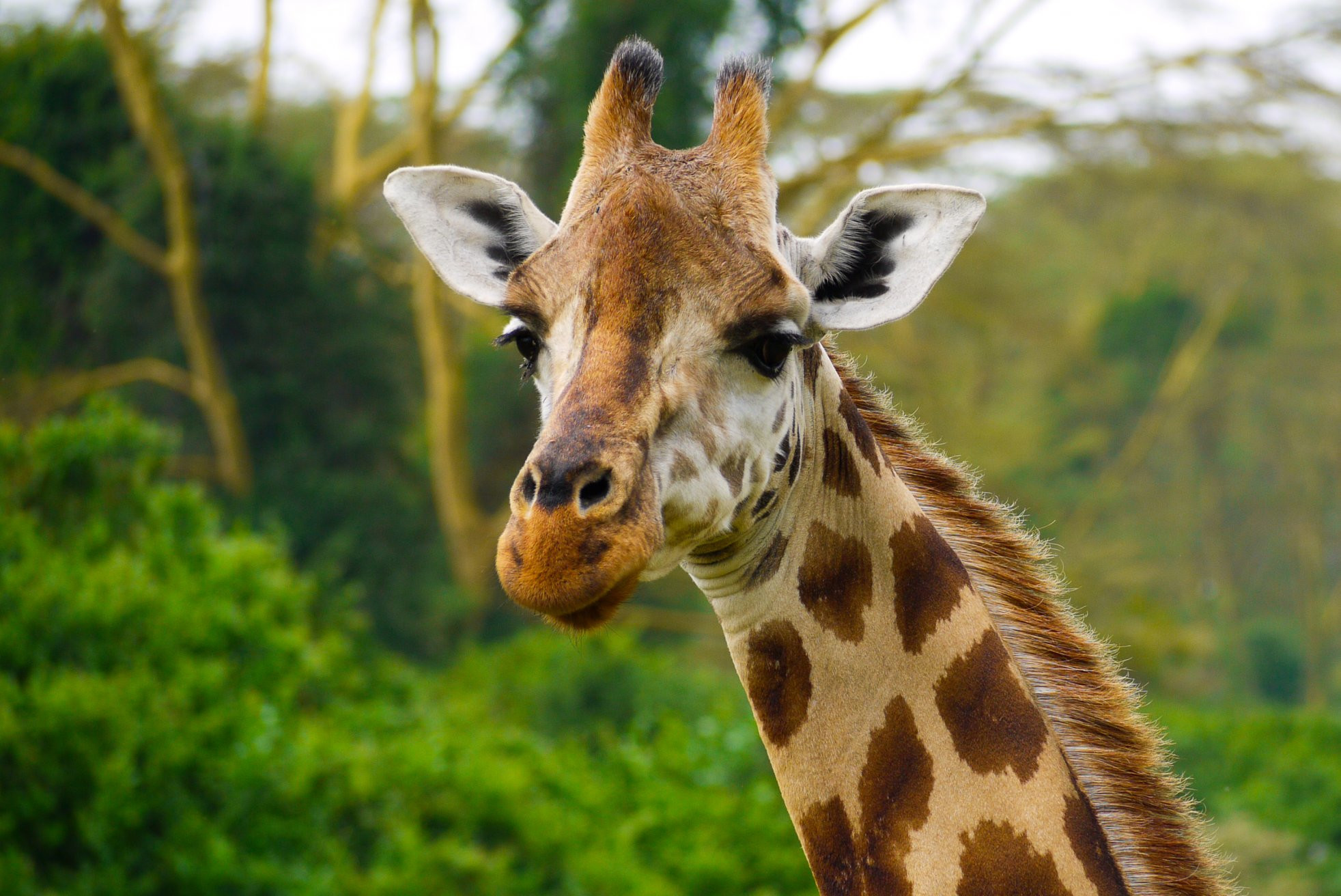 Накуру Озеро Национальный Парк, Кения, фото № 78562 – фотографии Кении