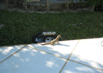 Ящерица на острове Абако, Багамские острова. Фото 1 – фотографии Багамских островов