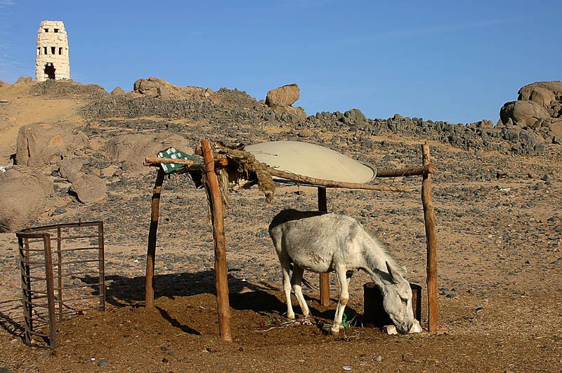 Египет, фото № 609 – фотографии Египта