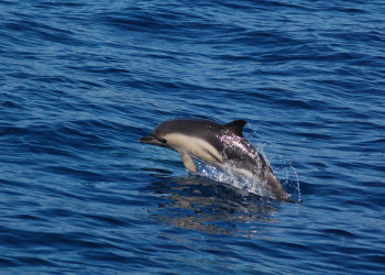 Дельфинчик в прибрежных водах Азорских островов – фотографии Португалии