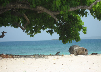 Пляж в Лайм Кей, Ямайка – фотографии Ямайки