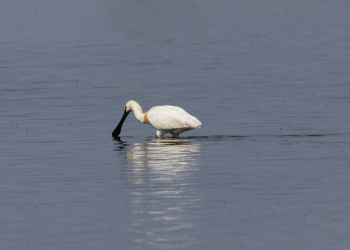 Национальный парк Нойзидлерзе-Зевинкель – фотографии Австрии