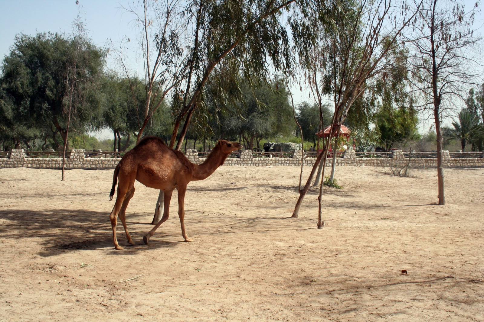 Аль-Арин (Al Areen) – парк дикой природы в Бахрейне. Фото 10 – фотографии Бахрейна