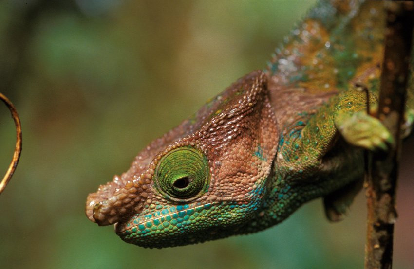 Мадагаскар, фото № 2146 – фотографии Мадагаскара