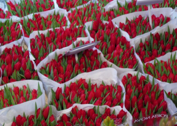 Тюльпаны, Нидерланды – фотографии Нидерландов