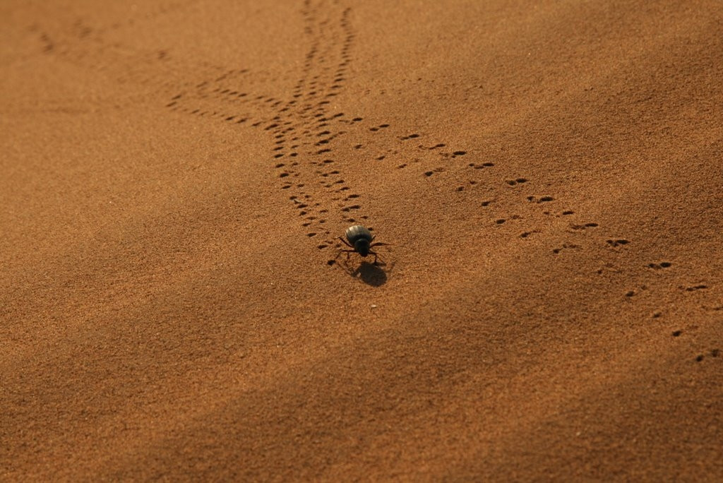 Марокко, фото № 91 – фотографии Марокко