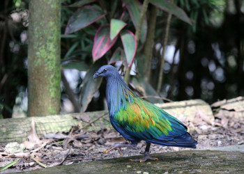 Голубь на Соломоновых островах – фотографии Соломоновых Островов