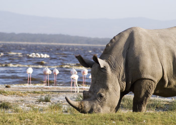 Озеро Накуру и носорог – фотографии Кении