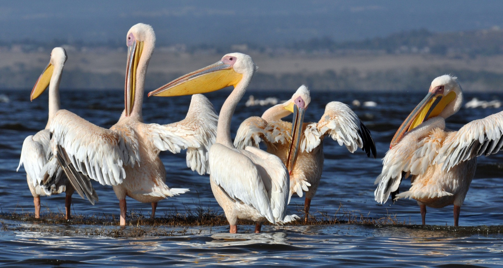 Озеро Накуру, Кения – фотографии Кении