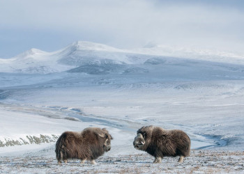 Российский заповедник остров Врангеля, Чукотка – фотографии России