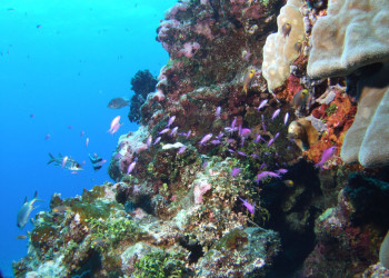 Рота остров, Северные Марианские острова, фото № 73125 – фотографии Северных Марианских островов