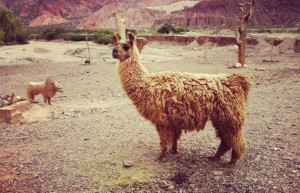 Альпака. Кафаяте. Аргентина. – фотографии Аргентины