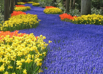 Цветочный парк Кёкенхоф (Keukenhof) в Нидерландах – фотографии Нидерландов
