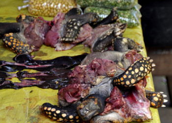 Бедная черепашка – фотографии Перу