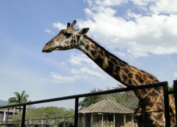 Жираф в зоопарке Рио – фотографии Бразилии