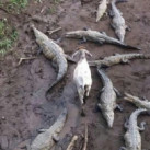 Maks, 34, Владимир, Россия