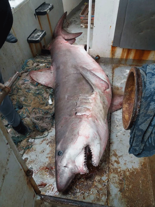 Акула в провинции Мерсин