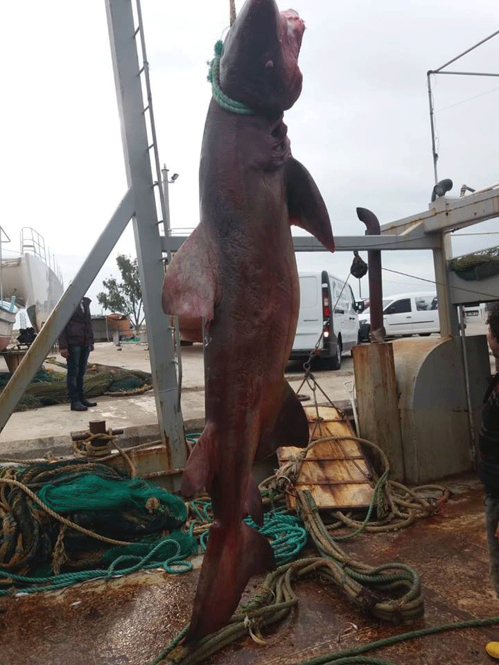 Акула в Мерсине