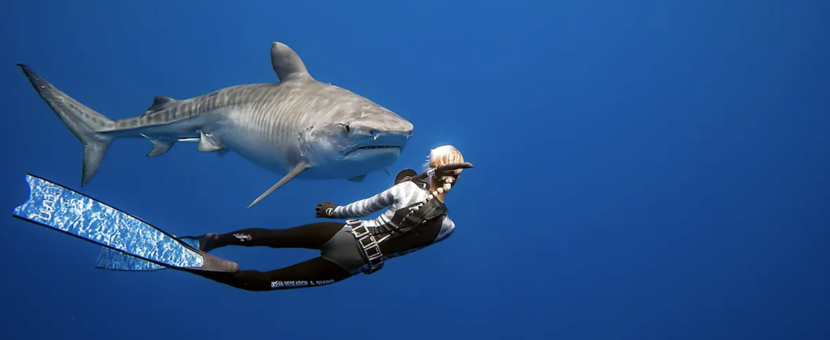 Как избежать встречи с акулой