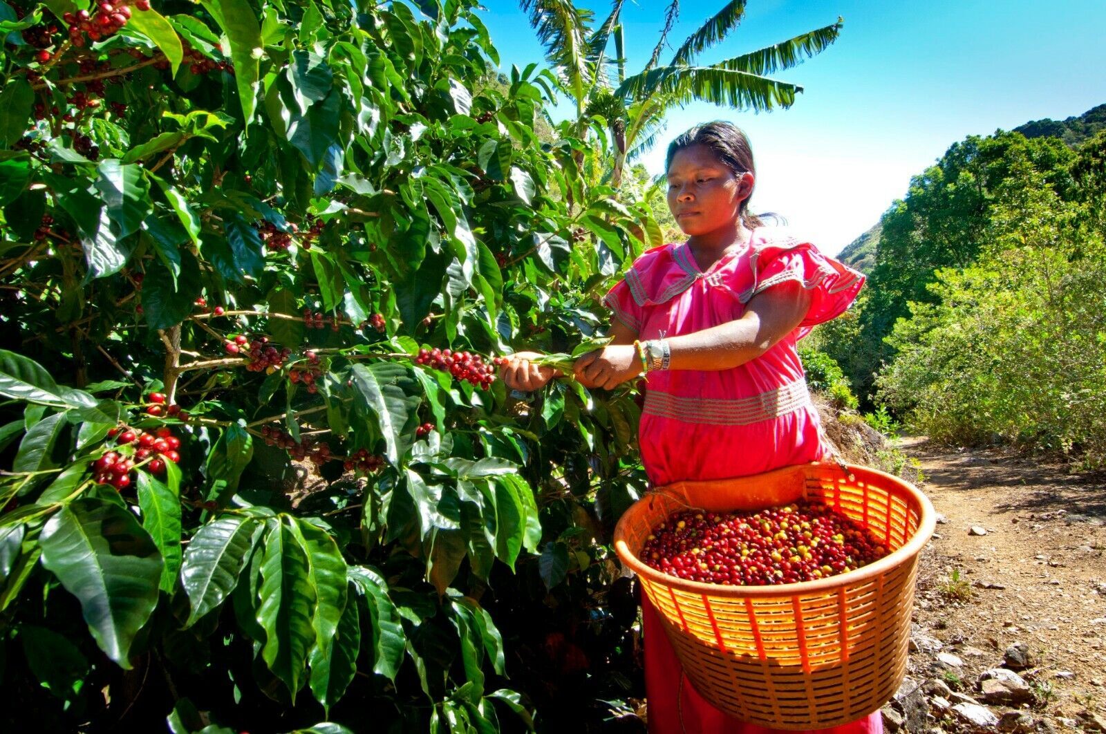 Сады кофе около Алегриа