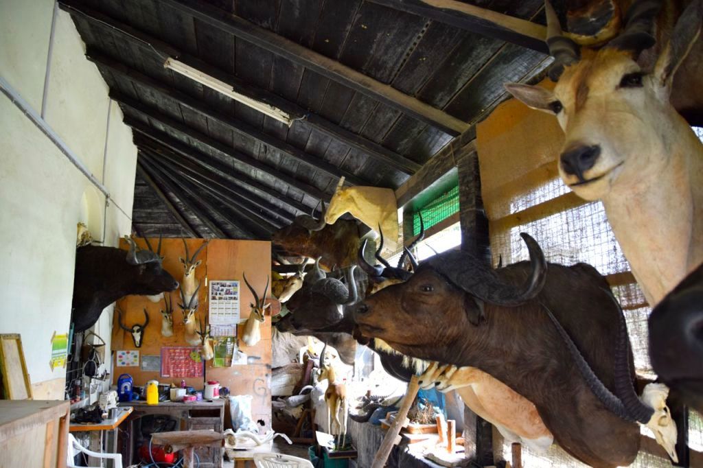 Музей естественной истории (Arusha Natural History Museum)