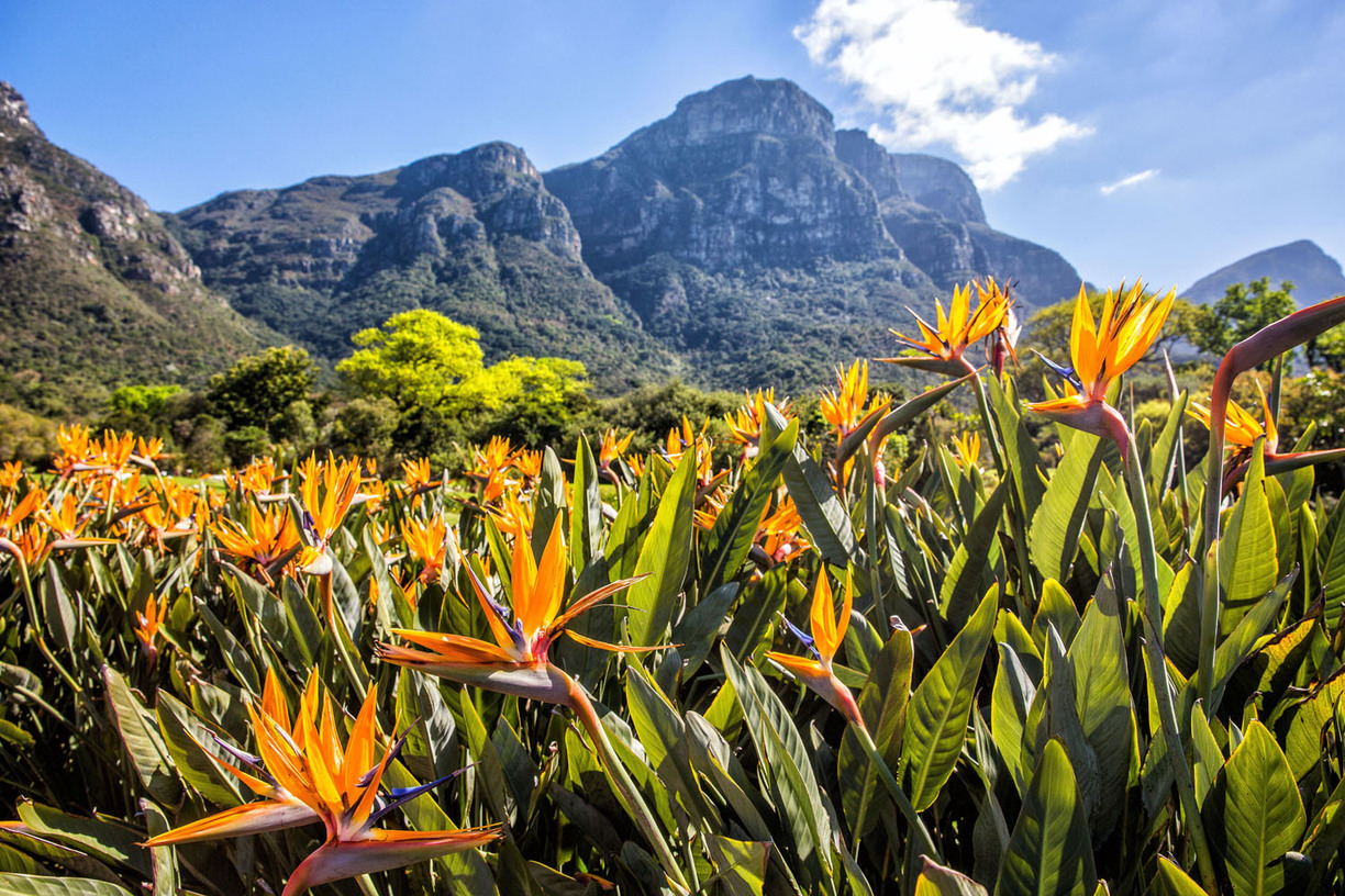 Кирстенбош — ботанический сад, расположенный неподалёку от Кейптауна