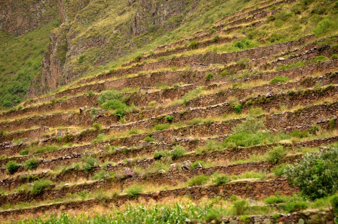 Сельскохозяйственные террасы Майя