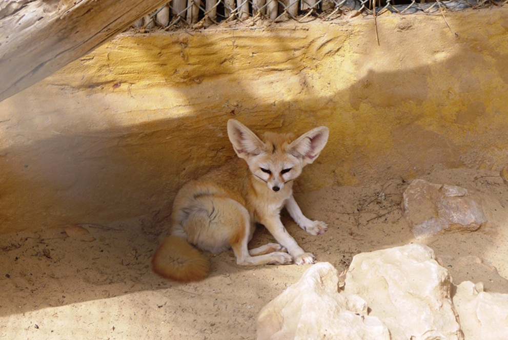 Животные содержатся в достаточно комфортных условиях