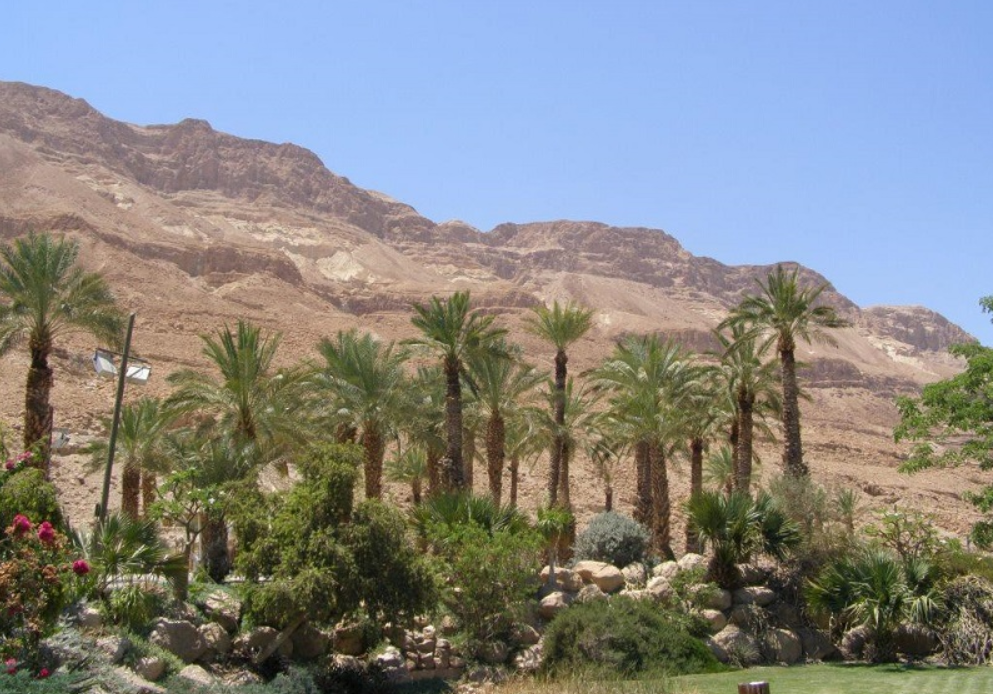 Кибуц Эйн-Геди управляет ботаническим садом