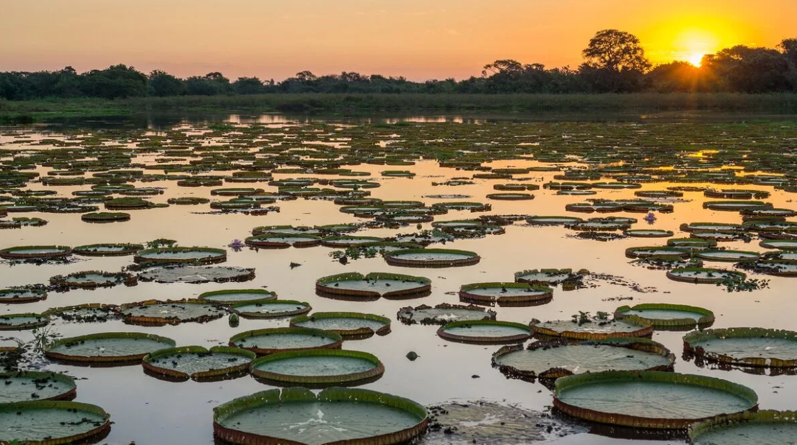 Пантанал – величественный заповедник на территории Бразилии