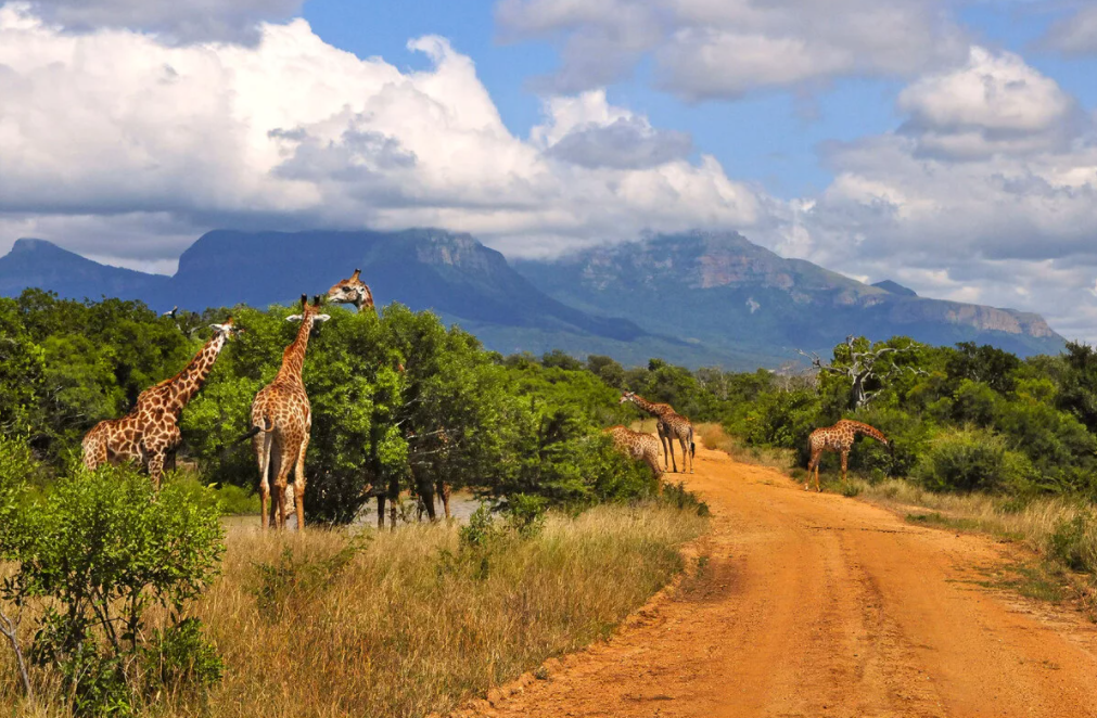 Парк Крюгера — самый большой сафари-парк ЮАР