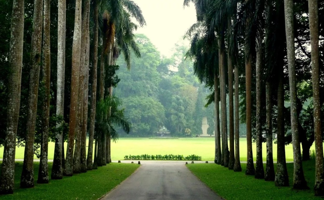 Королевский ботанический сад Перадения