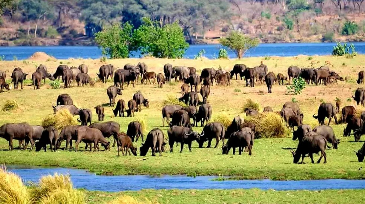 Заповедник Матетси, Зимбабве, река Замбези