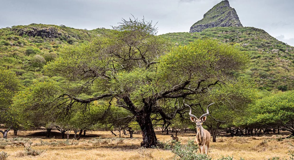 Парк Казела — самое популярное туристическое место на Маврикии