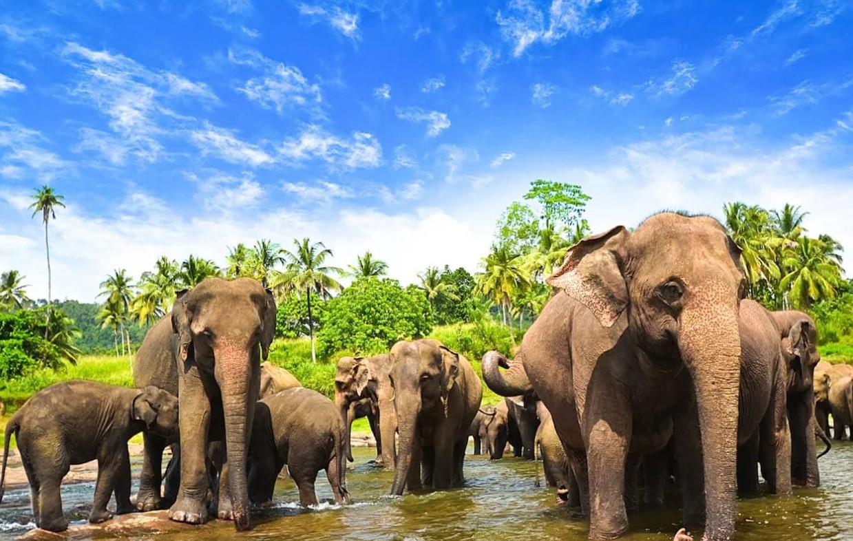 Пиннавела - самый известный в Шри-Ланке питомник слонов
