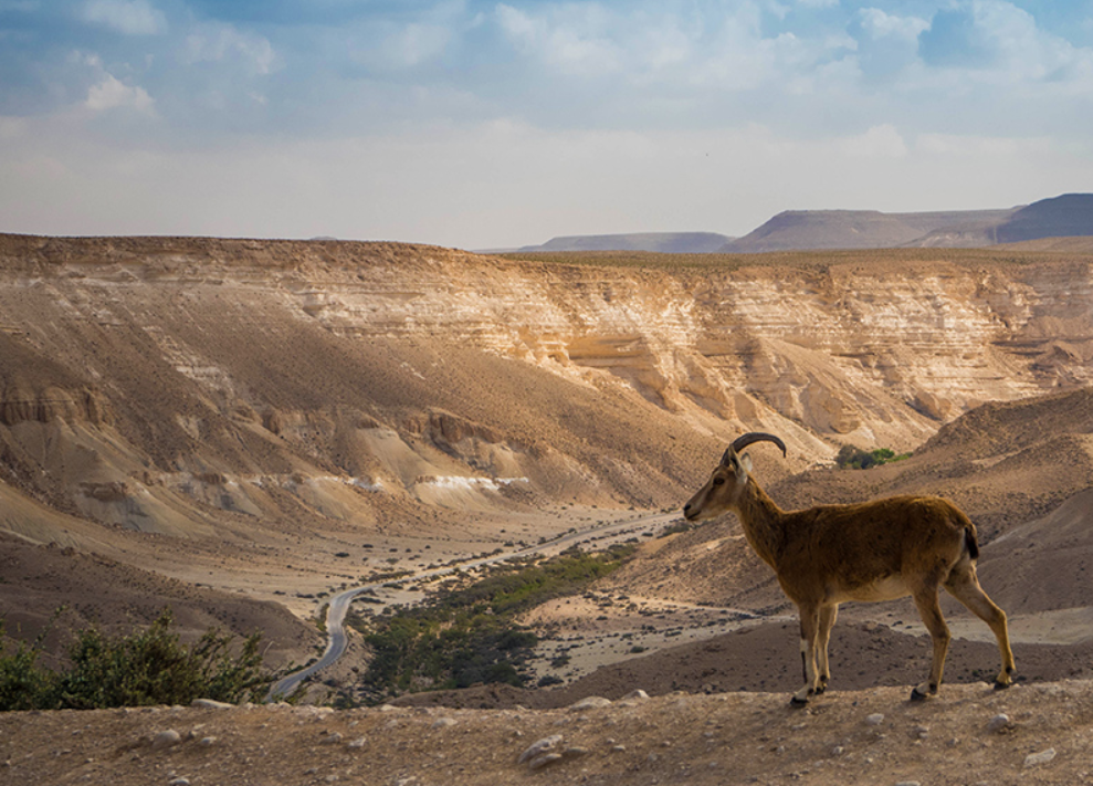 Возле реки можно встретить горных козлов, газелей, ящериц и различных хищных птиц