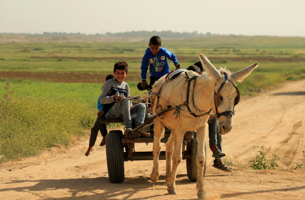 Для сбора мусора используют муниципальных ослов с телегами