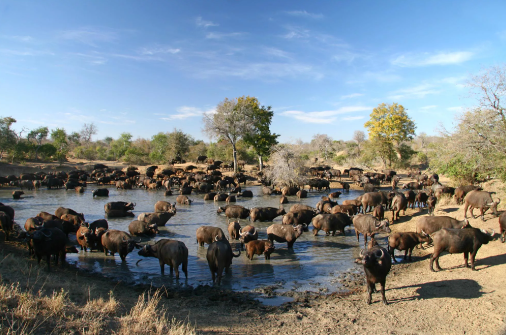 Река Лимпопо