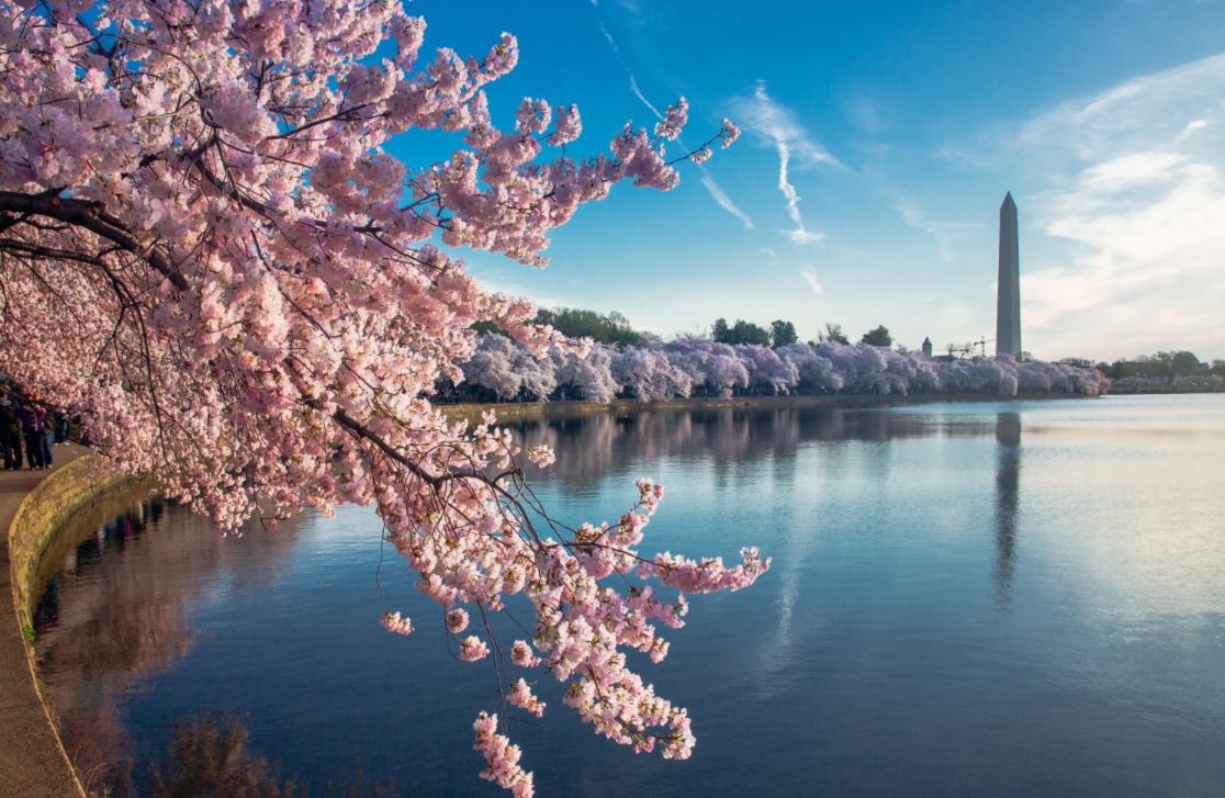 Сакура в Сеуле зацветает в самом начале апреля