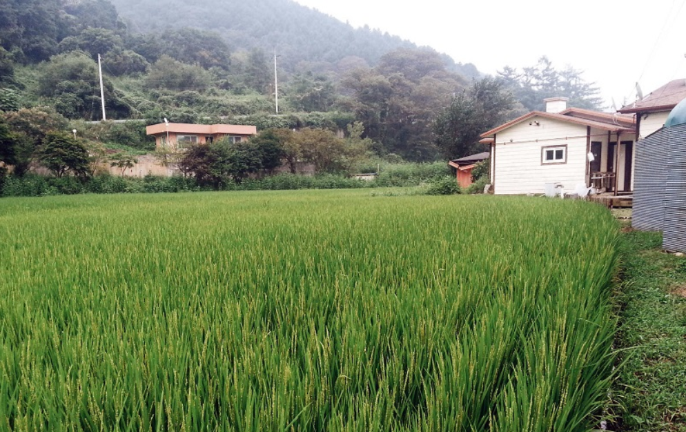 Природа провинции Чхунчхон-Намдо