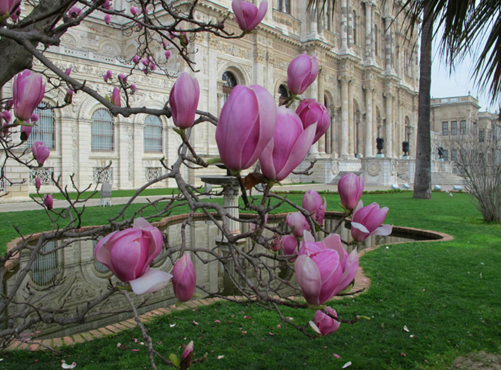 Май в Стамбуле - по-настоящему летний месяц: начинается сезон ягод и фруктов