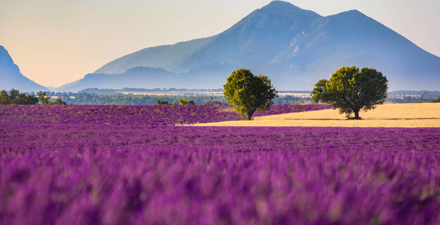 Лавандовые поля — визитная карточка Прованса